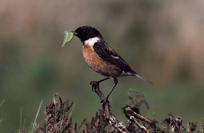 Roodborsttapuit (Saxicola torquata)