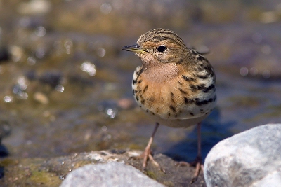 Roodkeelpieper (Anthus cervinus)