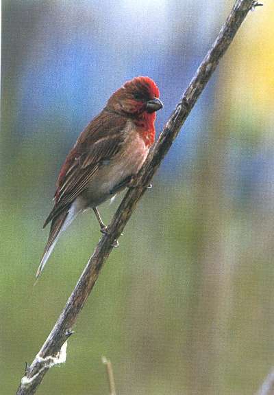 Roodmus (Carpodacus erythrinus)