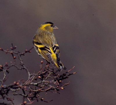 Sijs (Carduelis spinus)