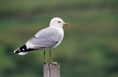 Stormmeeuw (Larus canus)