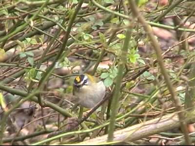 Vuurgoudhaantje (Regulus ignicapillus)