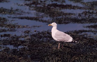 Zilvermeeuw (Larus argentatus)