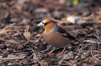 Appelvink (Coccothraustes Coccothraustes)