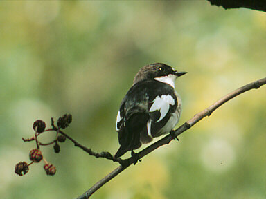 Bonte Vliegenvanger (Ficedula Hypoleuca)