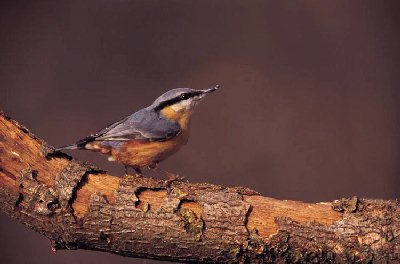 Boomklever (Sitta Europaea)