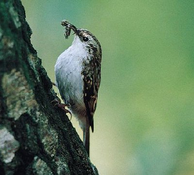 Boomkruiper (Certhia Brachydactyla)