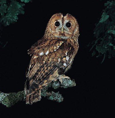 Bosuil (Strix aluco)