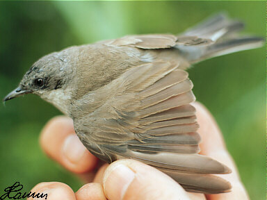 Braamsluiper (Sylvia Curruca)