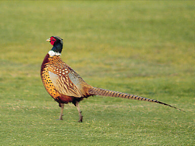 Fazant (Phasianus Colchicus)