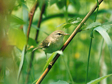 Fitis (Phylloscopus Trochilus)