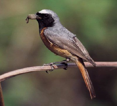 Gekraagde Roodstaart (Phoenicurus Phoenicurus)