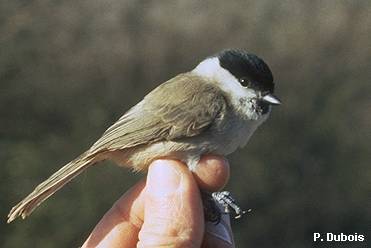 Glanskop (Parus Palustris)