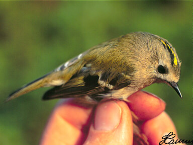 Goudhaantje (Regulus Regulus)