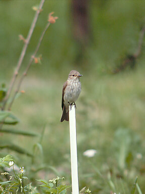 Grauwe Vliegenvanger (Muscicapa Striata)