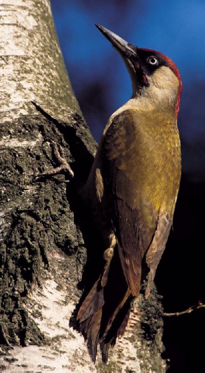 Groene Specht (Picus Viridis)