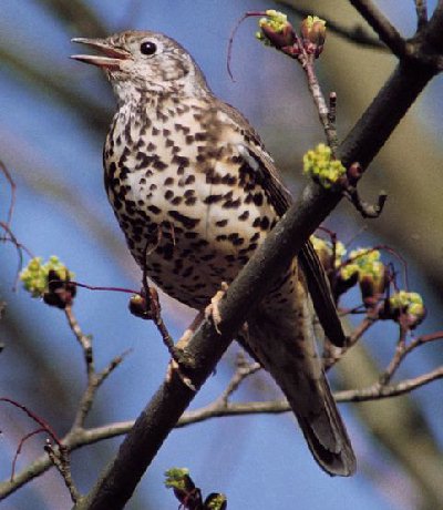 Grote Lijster (Turdus Viscivorus)