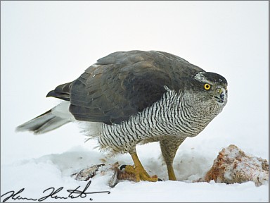 Havik (Accipiter Gentilis)