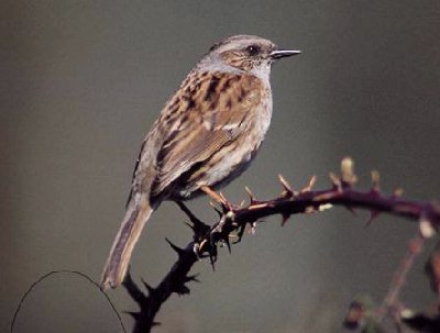 Heggenmus (Prunella Modularis)