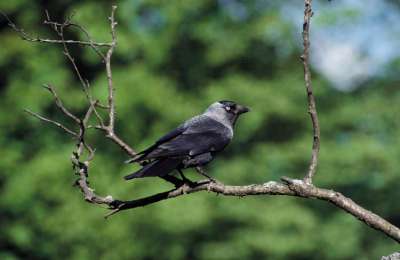 Kauw (Corvus monedula)