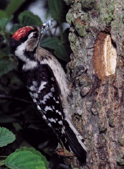 Kleine Bonte Specht (Dendrocopos Minor)