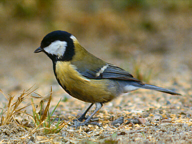 Koolmees (Parus Major)