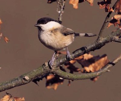 Matkop (Parus Montanus)