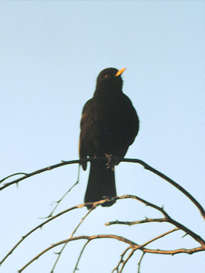 Merel (Turdus Merula)