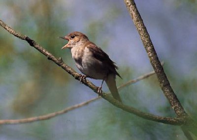 Nachtegaal (Luscinia Megarhynchos)