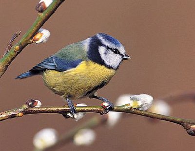 Pimpelmees (Parus Caeruleus)