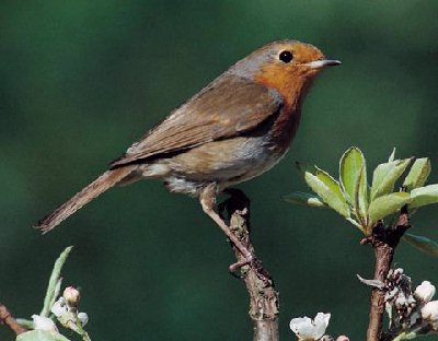 Roodborst (Erithacus Rubecula)