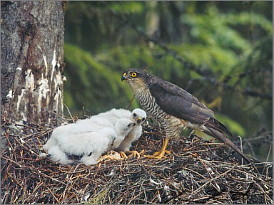 Sperwer (Accipiter Nisus)