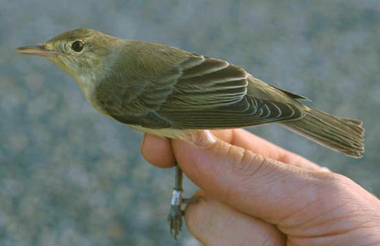 Spotvogel (Hippolais Icterina)