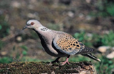 Tortelduif (Streptopelia Turtur)