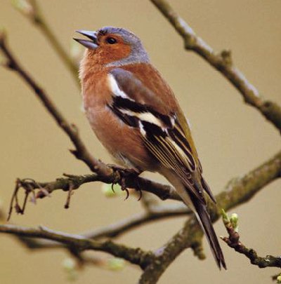 Vink (Fringilla Coelebs)