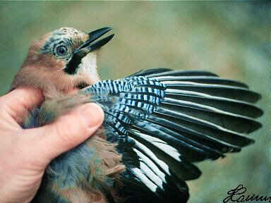 Vlaamse Gaai (Garrulus Glandarius)