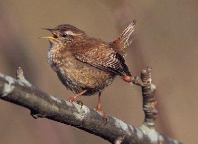 Winterkoning (Troglodytes Troglodytes)