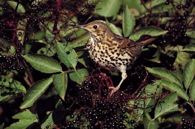 Zanglijster (Turdus Philomelos)