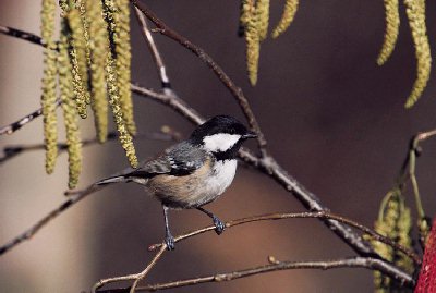 Zwarte Mees (Parus Ater)