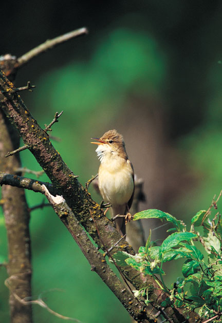 Bosrietzanger (Acrocephalus Palustris)