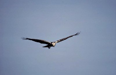 Bruine Kiekendief (Circus Aeruginosus)