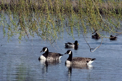 Canadese Gans (Branta canadensis)