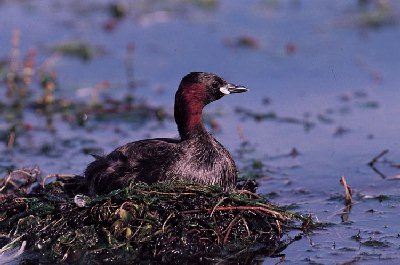 Dodaars (Tachybaptus Ruficollis) 