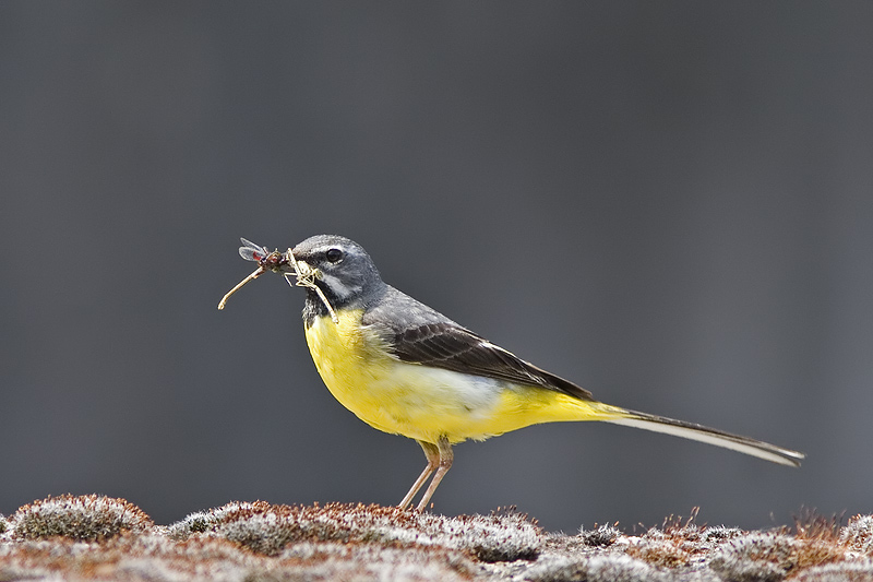 Sneeuwgors (Plectrophenax nivalis)