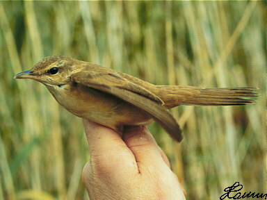 Grote Karekiet(Acrocephalus Arundinaceus)