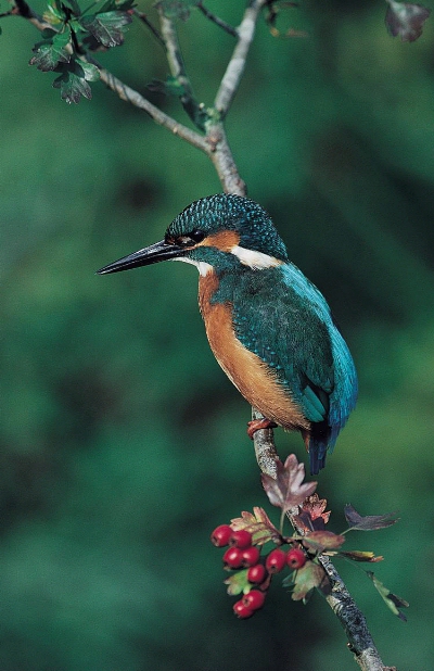 IJsvogel (Alcedo atthis)