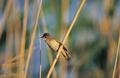 Kleine Karekiet (Acrocephalus Scirpaceus)