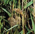 Kleine Karekiet (Acrocephalus Scirpaceus)