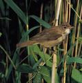 Kleine Karekiet (Acrocephalus Scirpaceus)