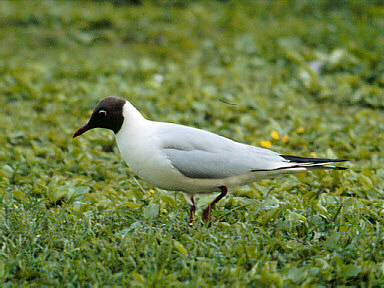 Kokmeeuw (Larus Ridibundus)